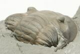 Bargain, Curled Isotelus Trilobite - Mt Orab, Ohio #200475-4